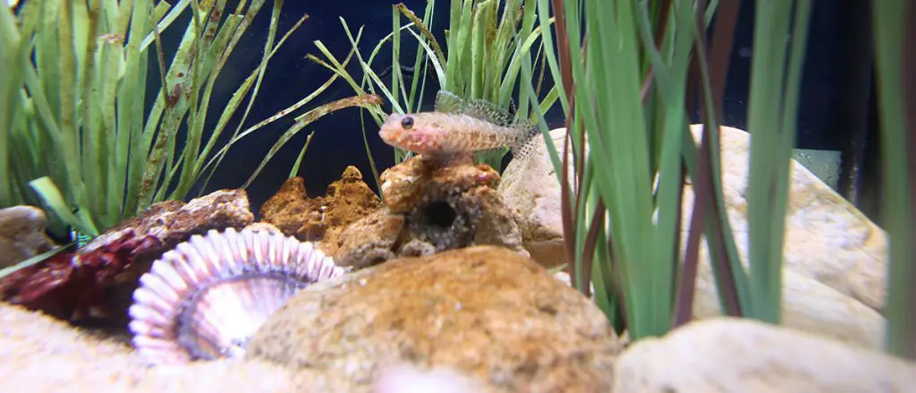 Colorful corals under water in Brcelona aquarium