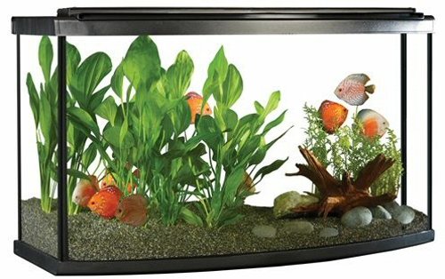 Fluval Premium Bow Front Aquarium Kit