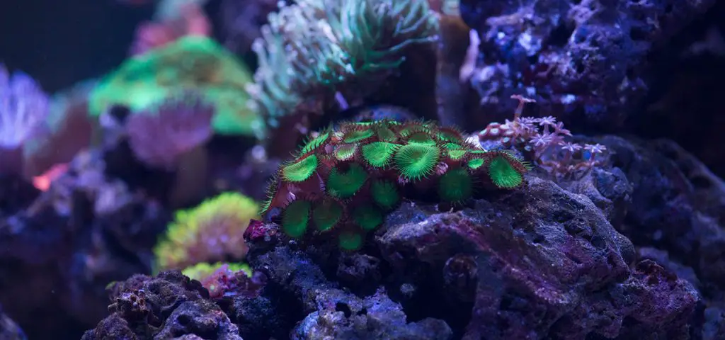 Green zoa coral reef salt