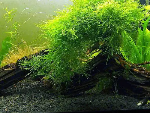 Java moss