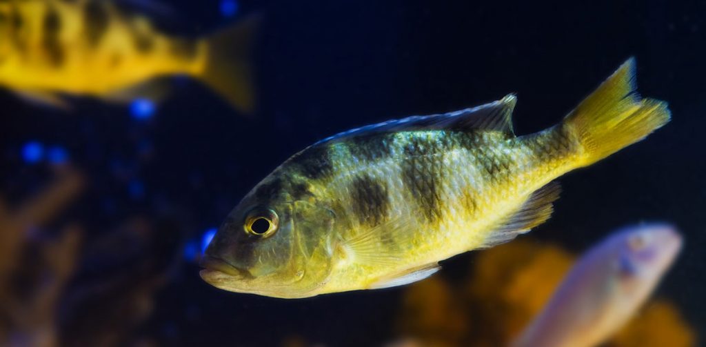 Juvenile giraffe hap cichlid