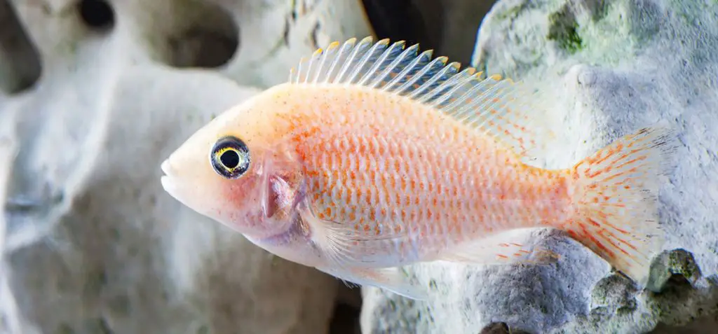 Malawi cichlid white orange