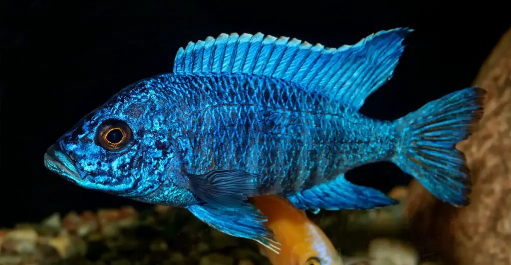 Nice blue OB male of cichlid fish from genus Aulonocara
