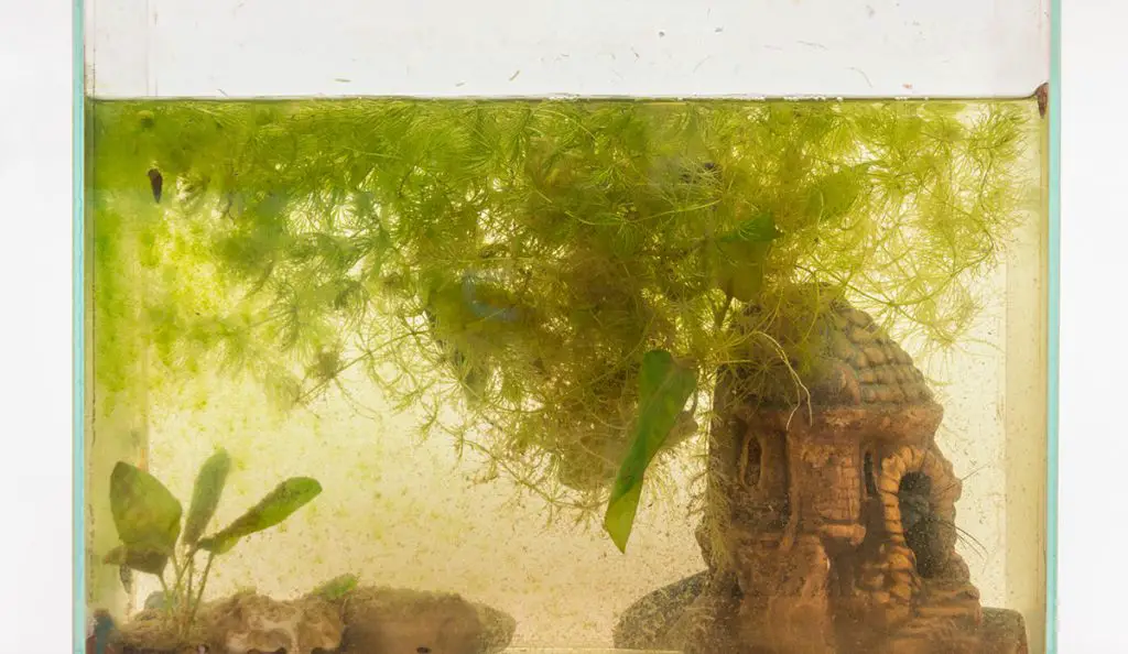 Overgrown algae aquarium on a white background best filter media