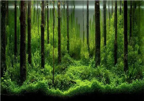 PVC Fish Tank Background Adhesive Underwater Forest Tank Background Poster Backdrop Decoration Paper