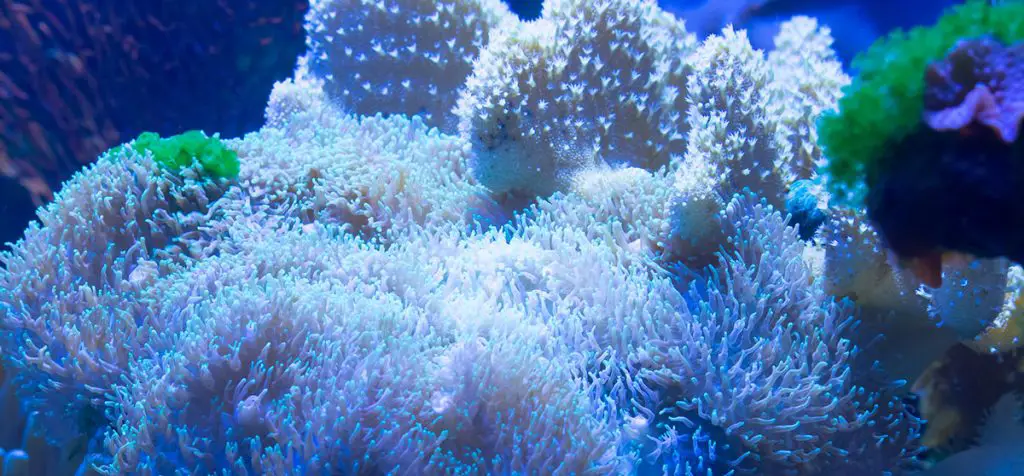 Rhodactis uder blue lights best hob filter