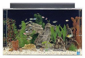 SeaClear 29 gal Show Acrylic Aquarium Combo Set
