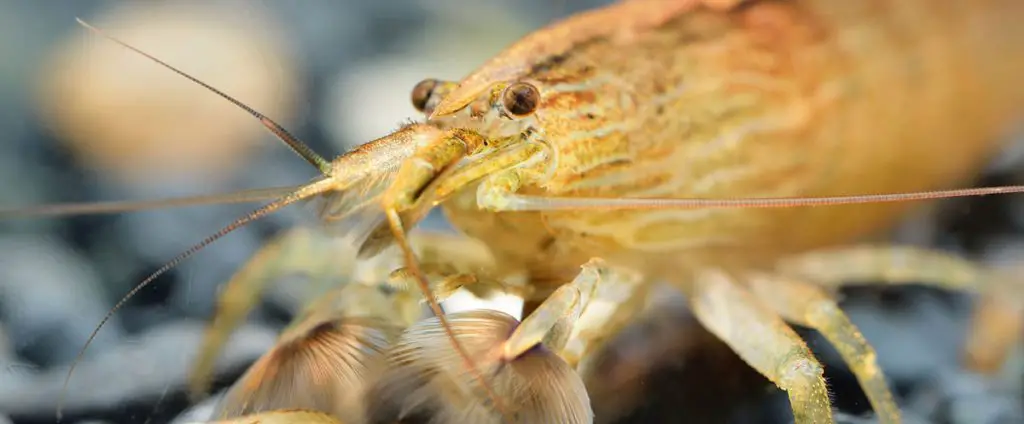 Southeast Asia shrimp in aquarium best fish tank wave maker