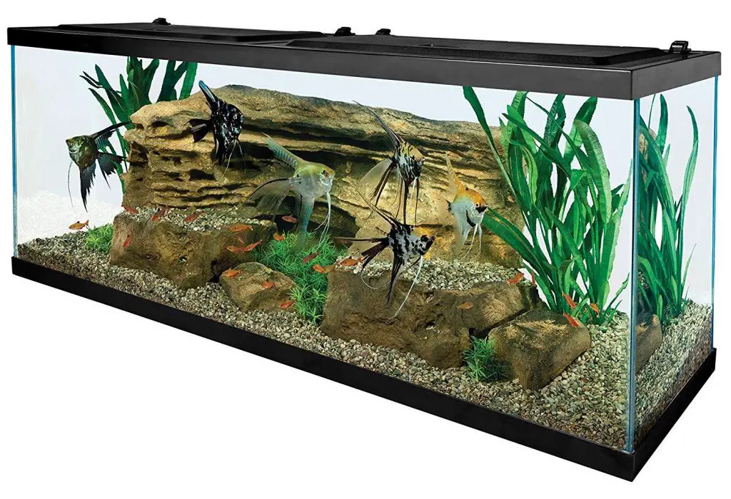 how many fish can be in a fishdom aquarium how many fish can be in a fishdom aquarium