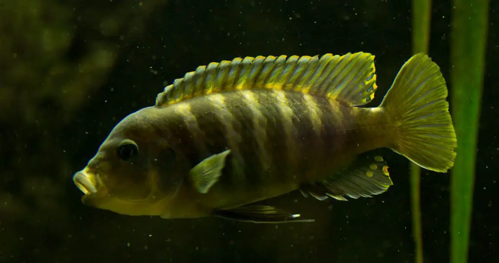 Zebra mbuna cichlid