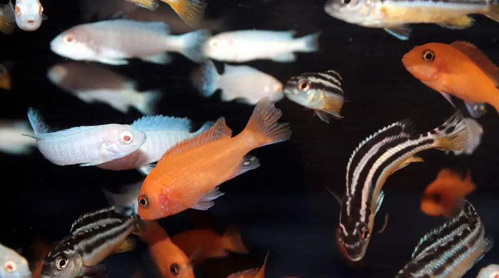 african cichlids best fish food for cichlids