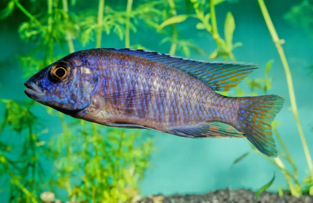 african cichlids care guide