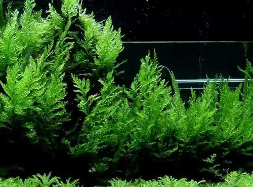 african water fern