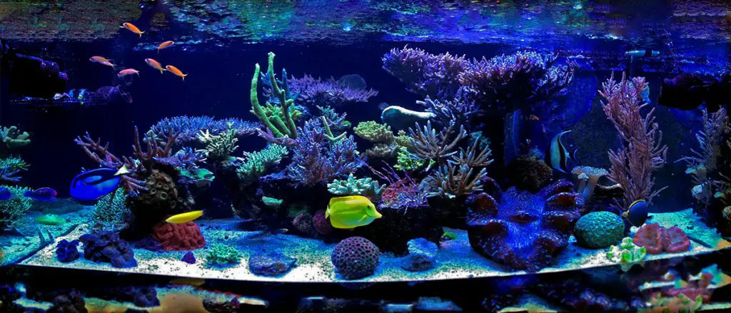 beautiful aquarium nano protein skimmer