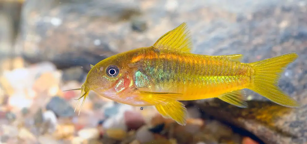 beautiful golden corydoras fish