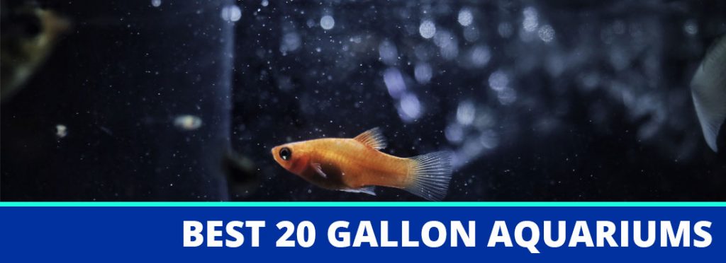 best 20 gallon aquariums header