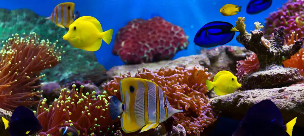 best aquarium background
