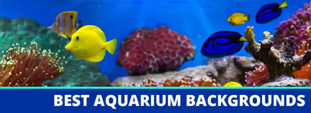 best aquarium background header