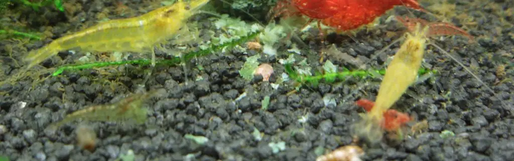 best aquarium gravel with shrimps