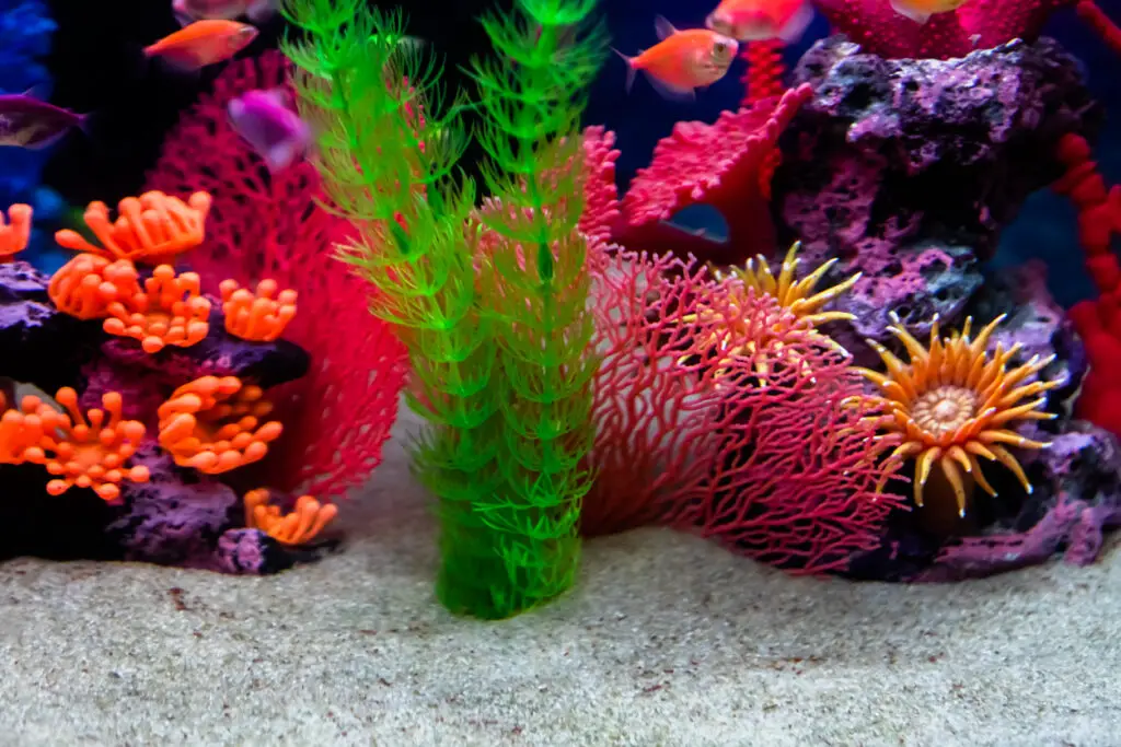 best aquarium sand