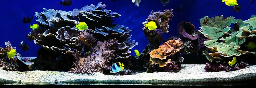 best aquarium sand