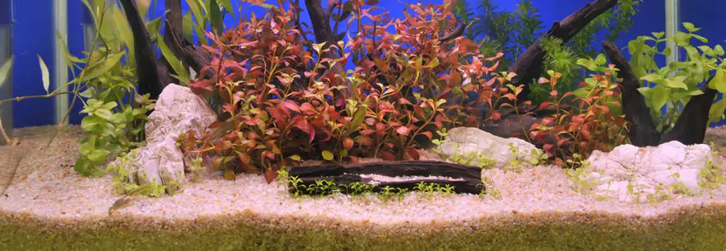 best aquarium sand in a planted tank