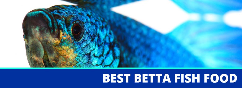best betta fish food header
