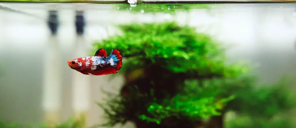 best betta fish tank