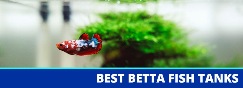 best betta fish tanks header