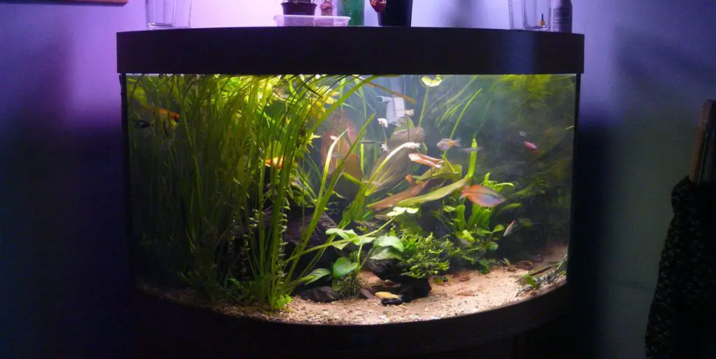 best bow front aquarium