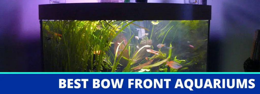 best bow front aquarium header