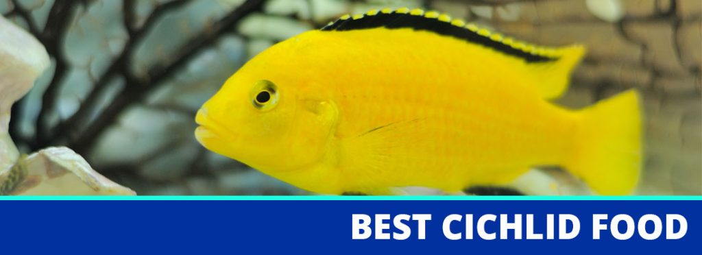 best cichlid food header