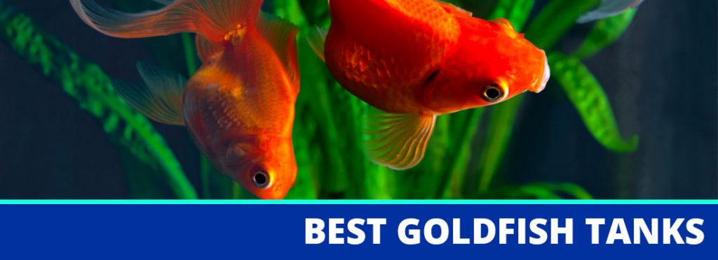 best goldfish tank header
