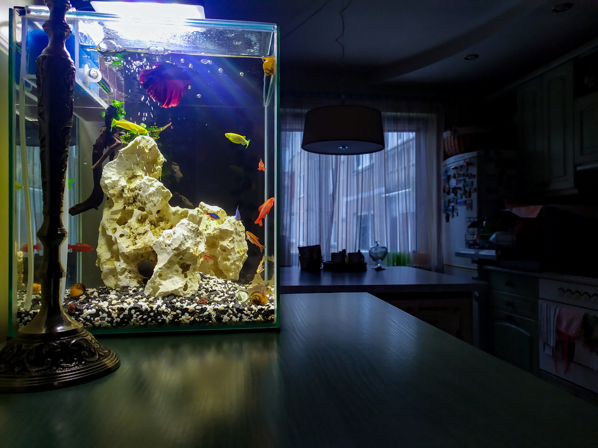 Best Nano Aquariums The Best Reef Tanks Reviews & Ratings for 2022