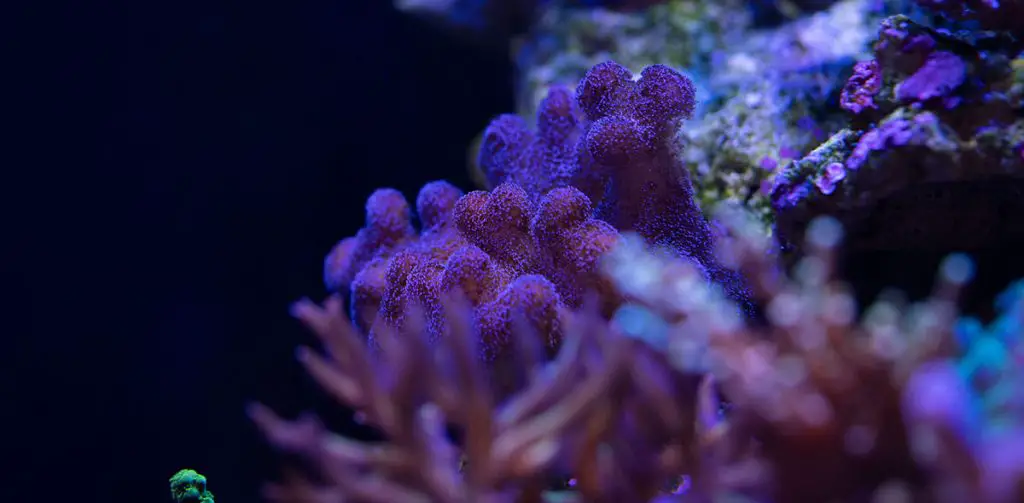 best sand for reef tanks