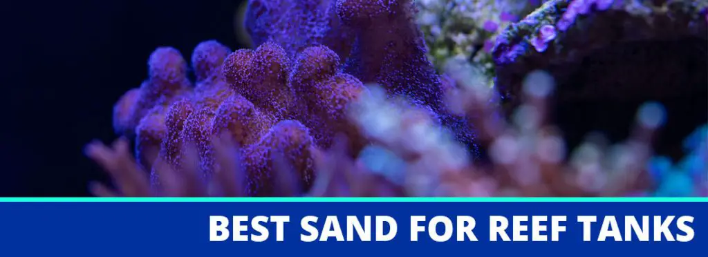 best sand for reef tanks header