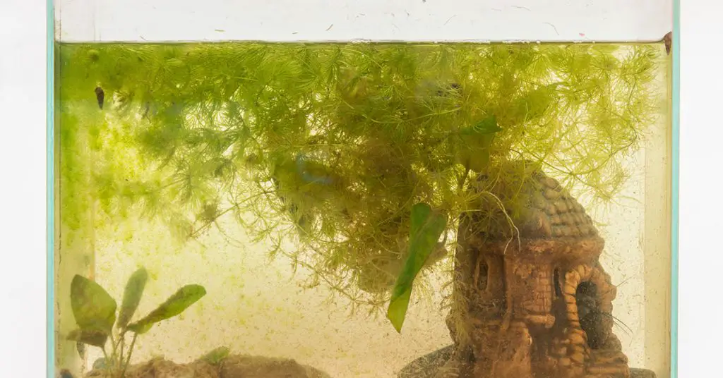 best uv sterilizer for aquariums
