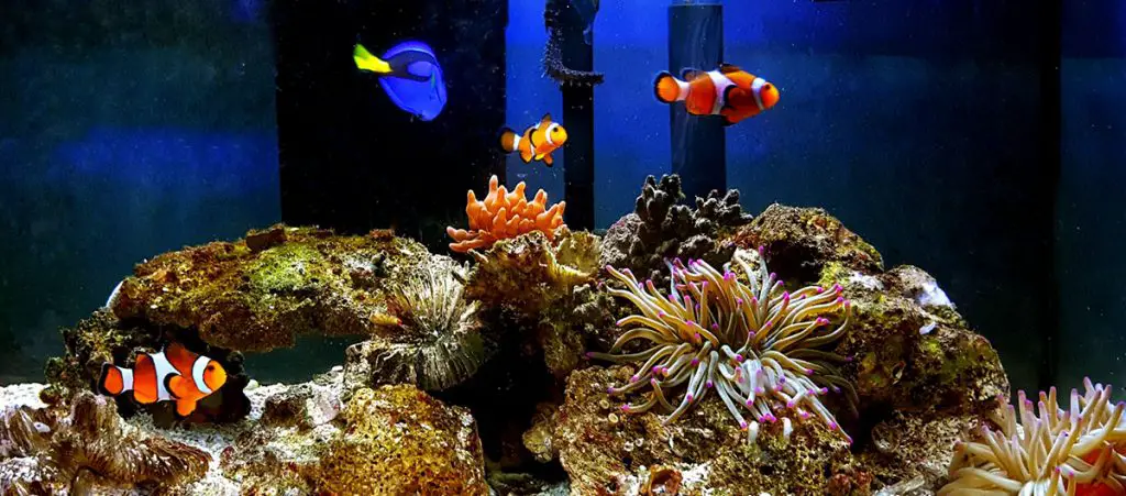 blue tang and clown fish in a nano reef tank