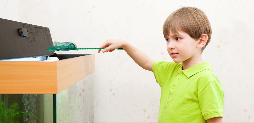 boy holding a fish net above the best 20 gallon aquarium