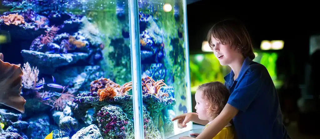 brother and sister looking at a large aquarium fish tank auto top off system