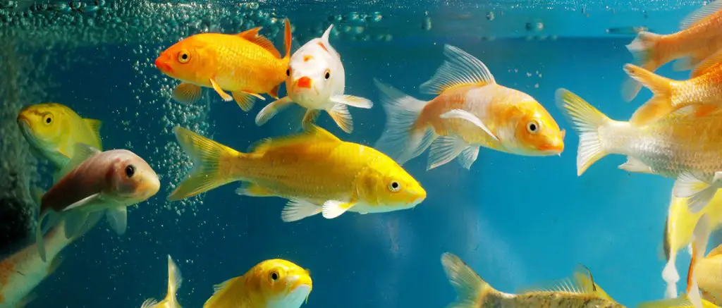 Cloudy Fish Tank Water Causes and Solutions: How to Fix It!