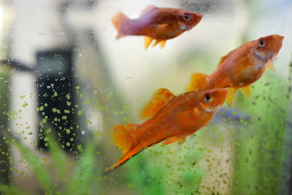 cloudy fish tank water