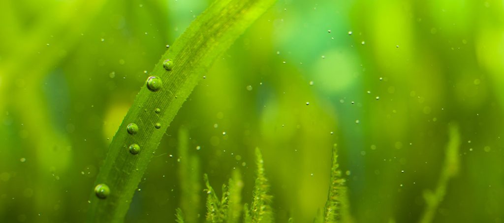 cloudy fish tank water causes and solutions