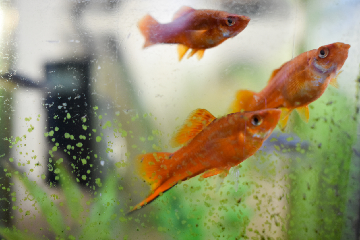 Cloudy Fish Tank Water: Top Causes of Cloudy Fish Tanks & How to Fix