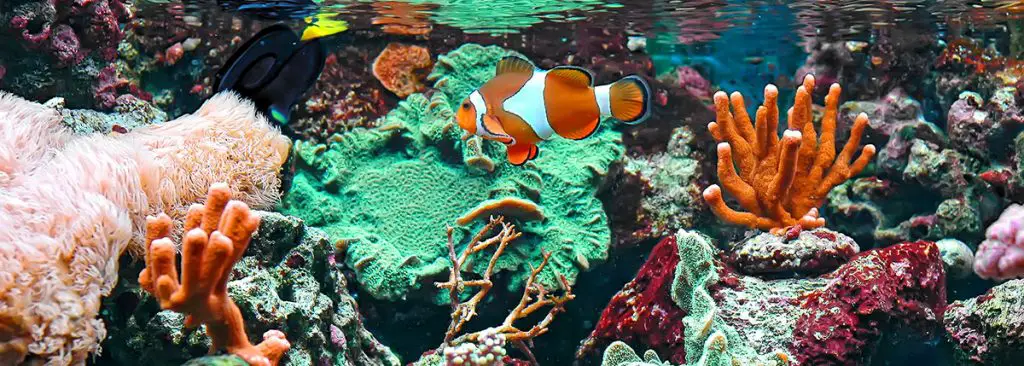 clownfish in a reef tank best reef salt