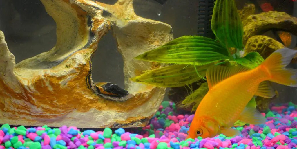 comet goldfish in the best tank