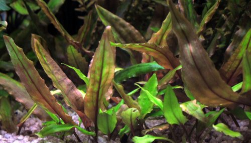 crypt wendtii best low light aquarium plants