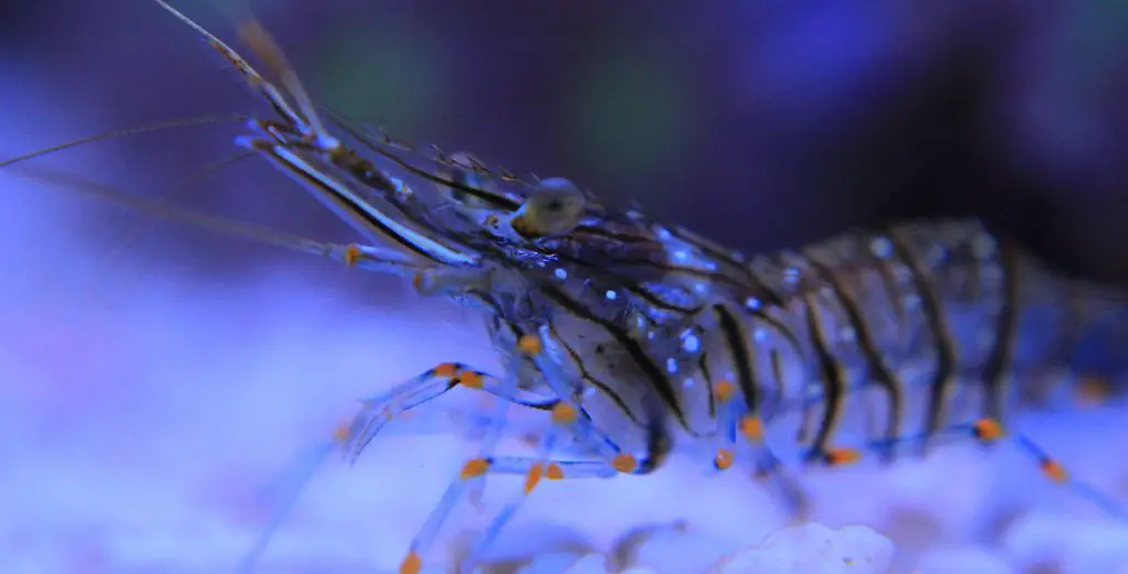 crystal shrimp in aquarium