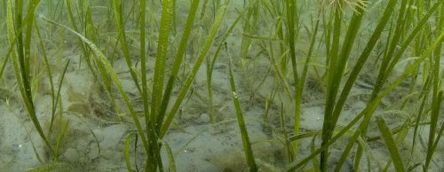eel grass