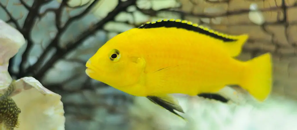 electric yellow cichlid best cichlid fish food